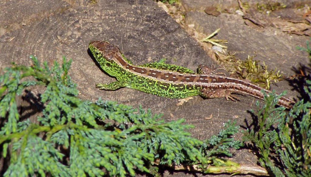 Pokoje Goscinne Przylesie Lobez Bagian luar foto